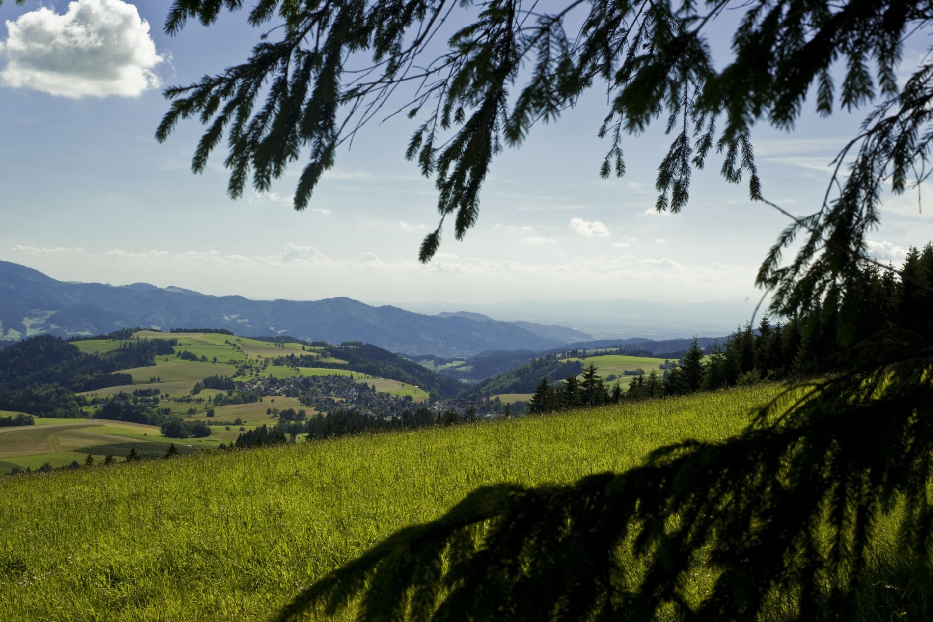 Grüne Wiesen und ein Blick ins Tal vom Aussichtsberg Kandel aus