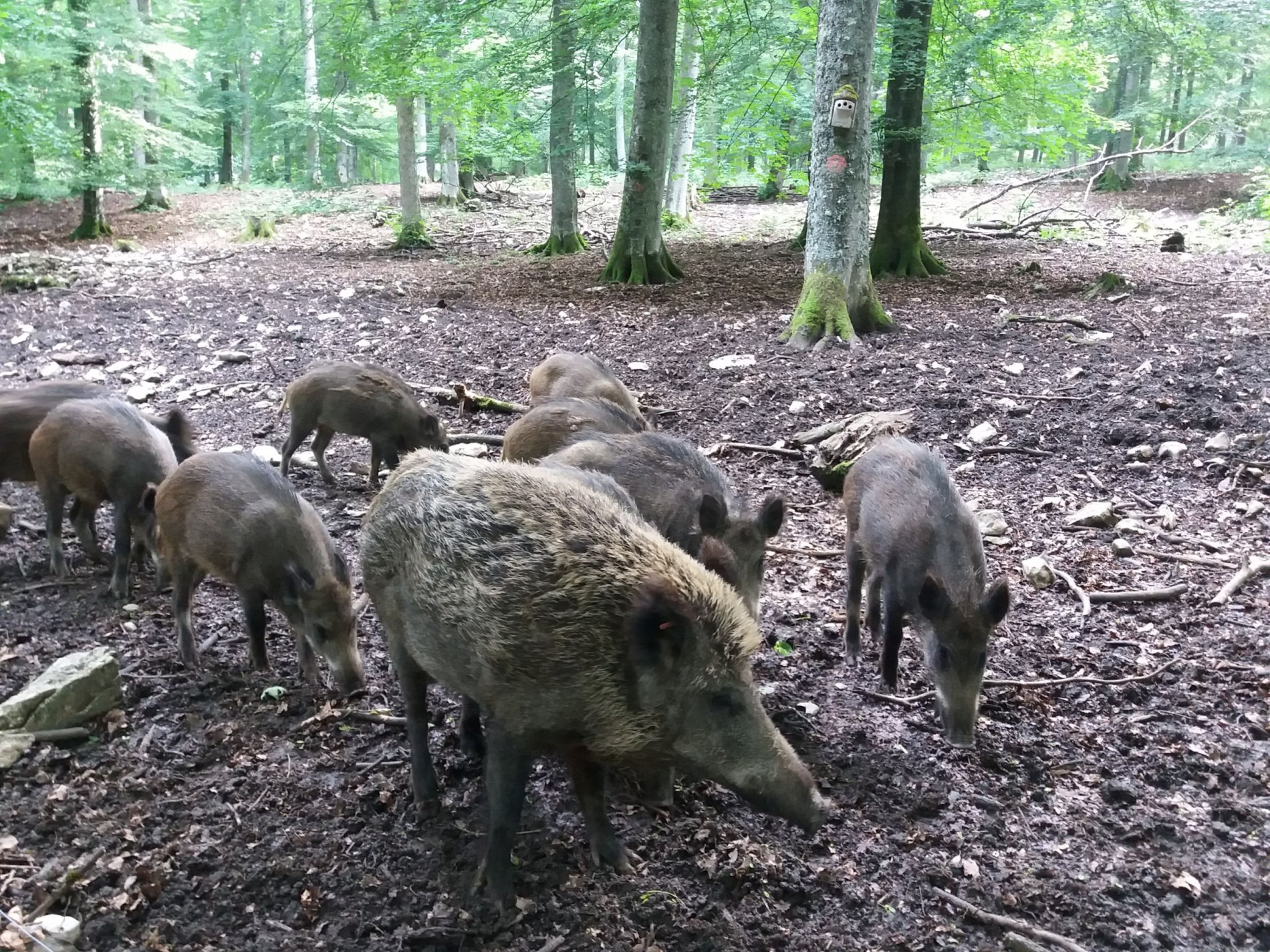 Sauerei ;o) Wildschweingehege in Albstadt-Ebingen