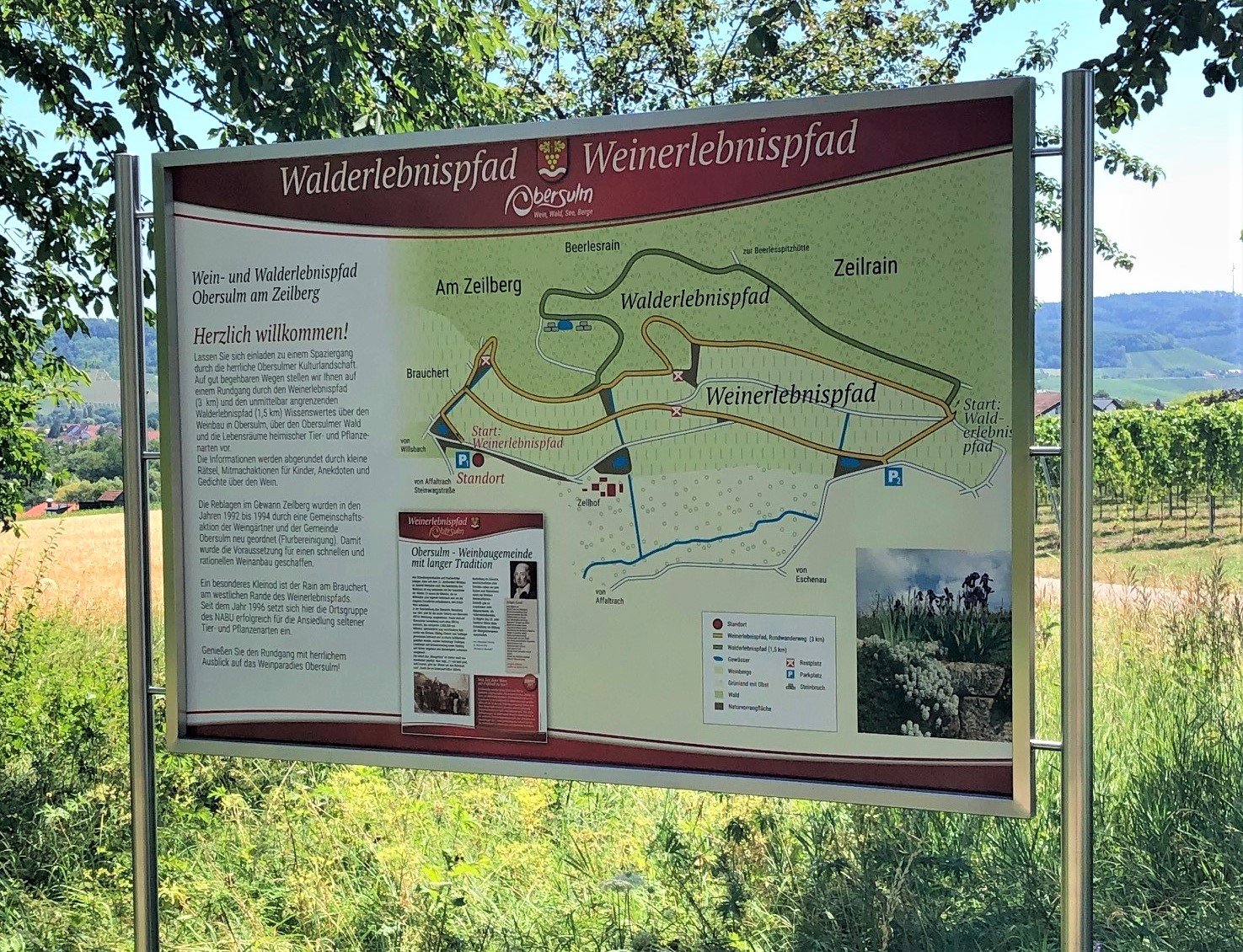 Obersulmer WeinErlebnispfad im Zeilberg | HeilbronnerLand