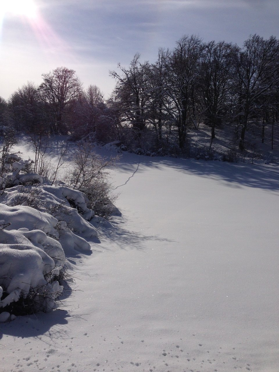 Eine schneebedeckte Landschaft. Am Linken Bildrand sind einige Hecken. Weiter hinten sind Bäume.
