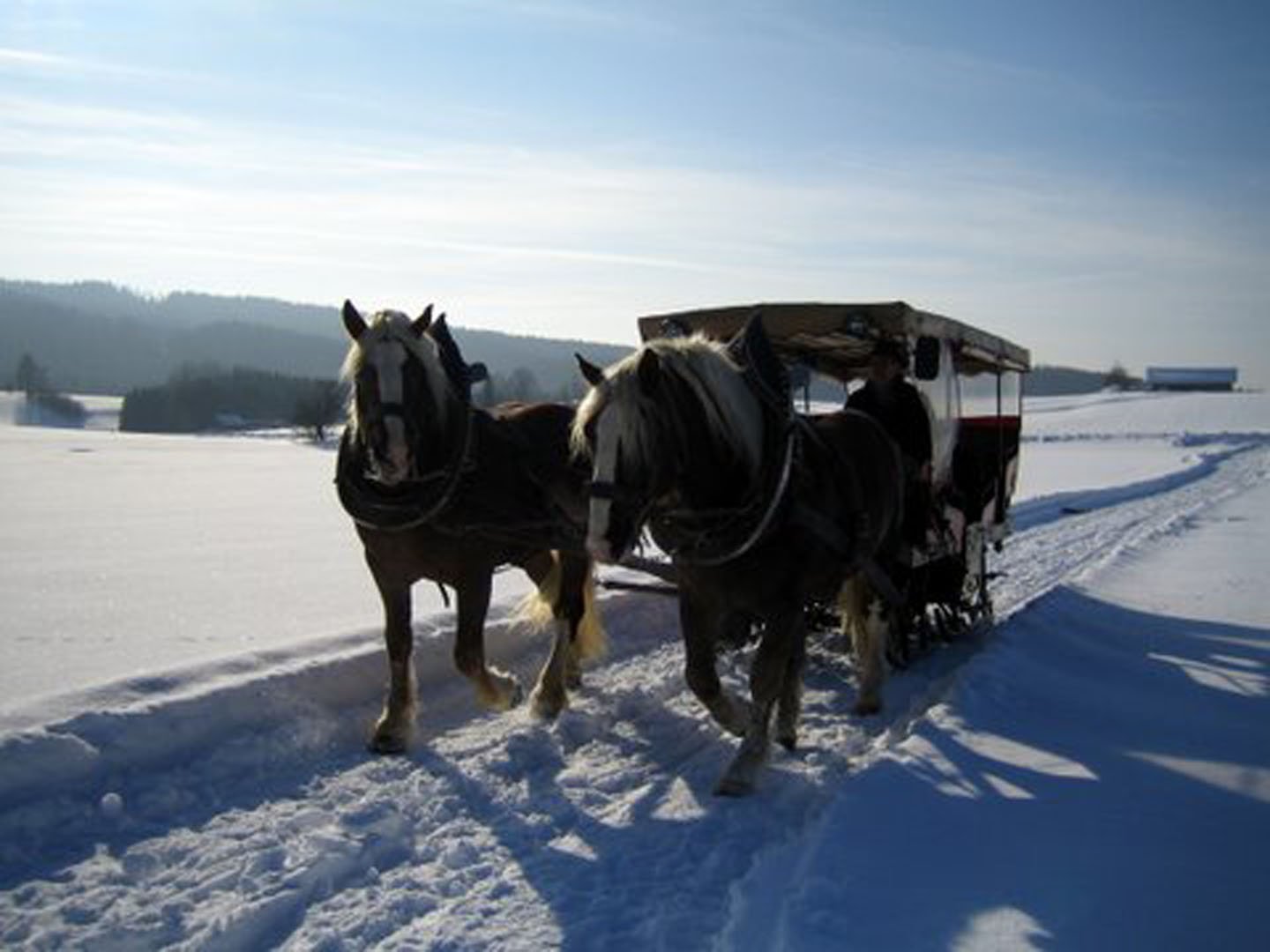 Schlittenfahrt durch die verschneite Landschaft des Bayerischen Waldes