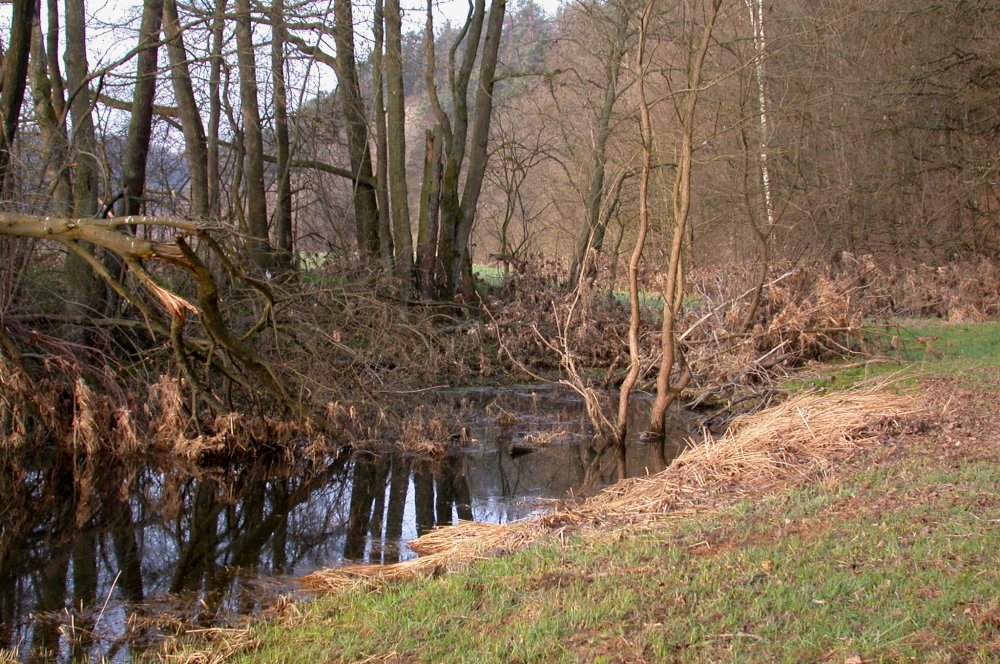 Das Naturschutzgebiet Regentalhänge bei Walderbach im Naturpark Oberer Bayerischer Wald