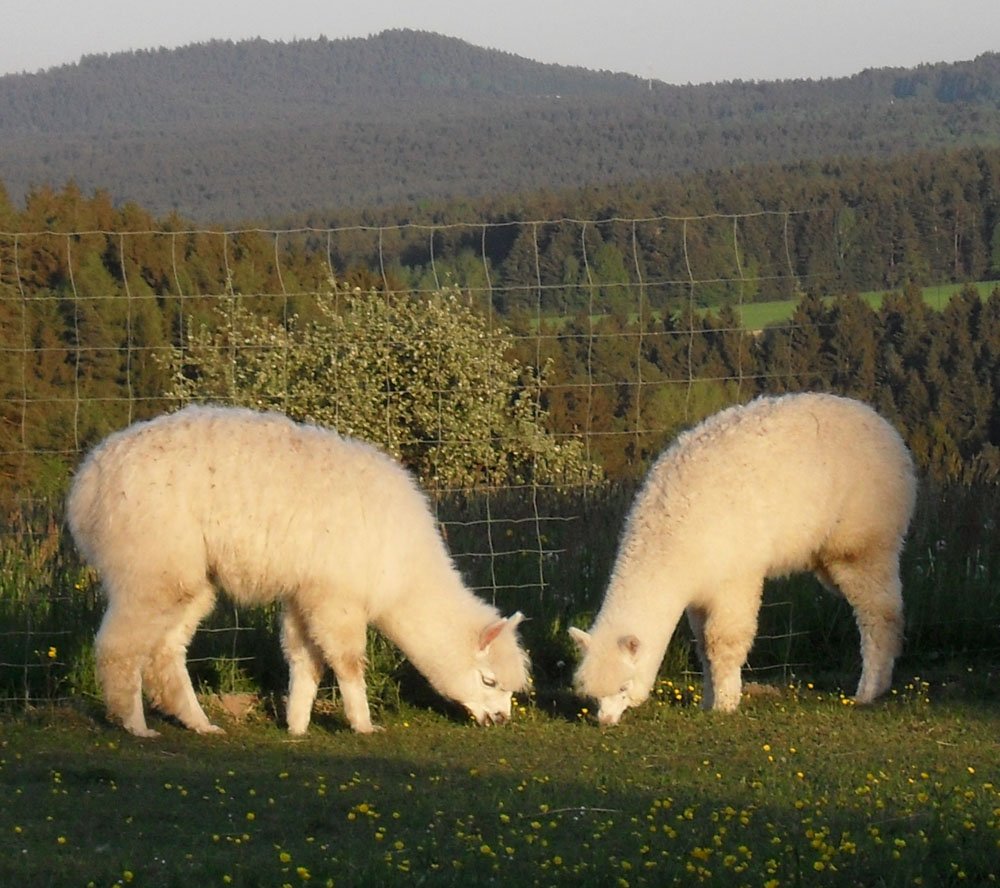 Der Alpakahof Grüne Au in Zandt