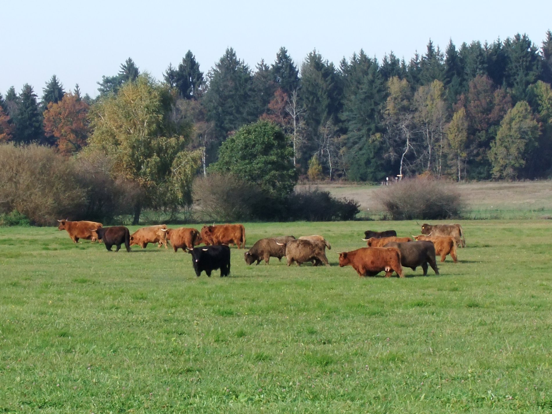 Rinder grasen im Pfrunger-Burgweiler Ried