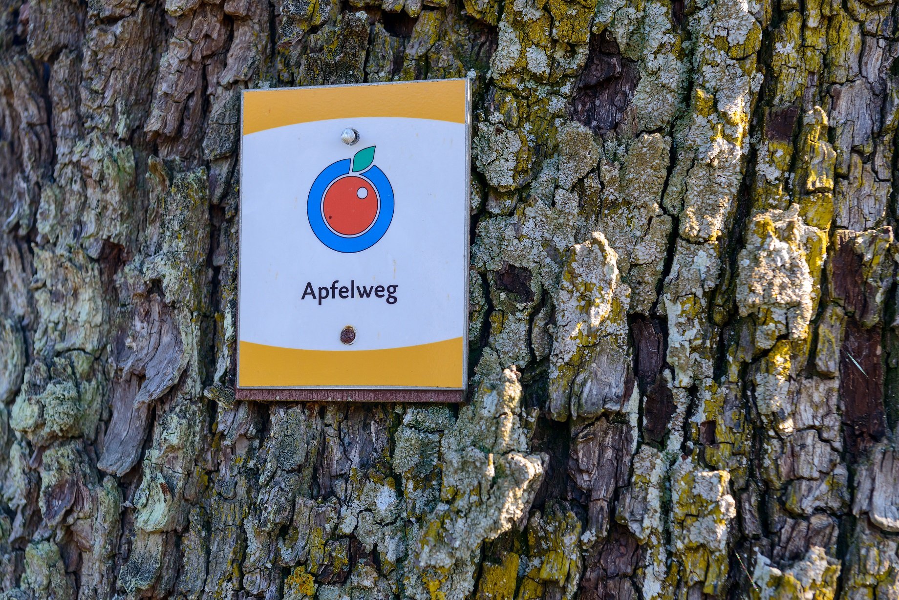 Nahaufnahme Apfelweg-Schild an einem Baum befestigt
