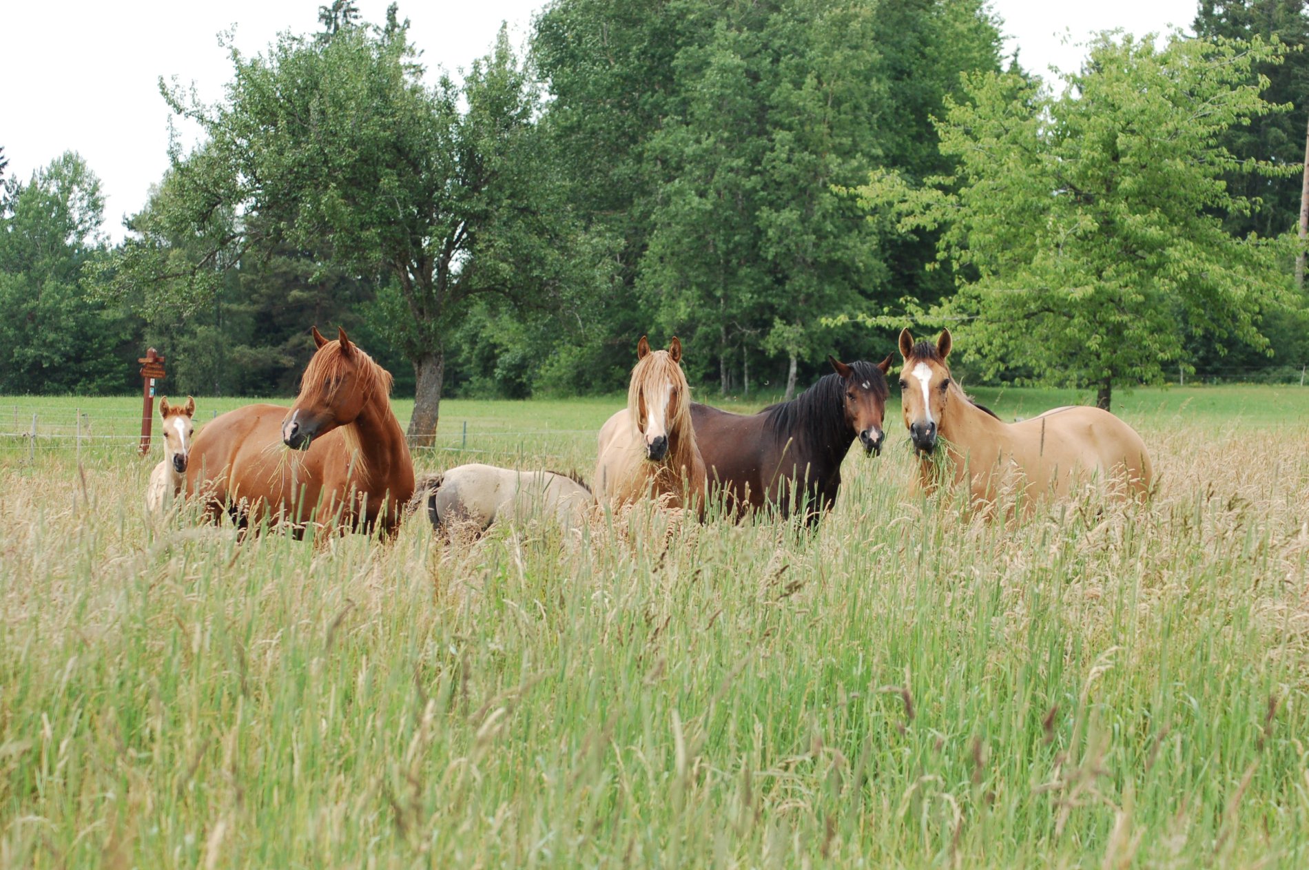 Pferdeherde auf der Weide