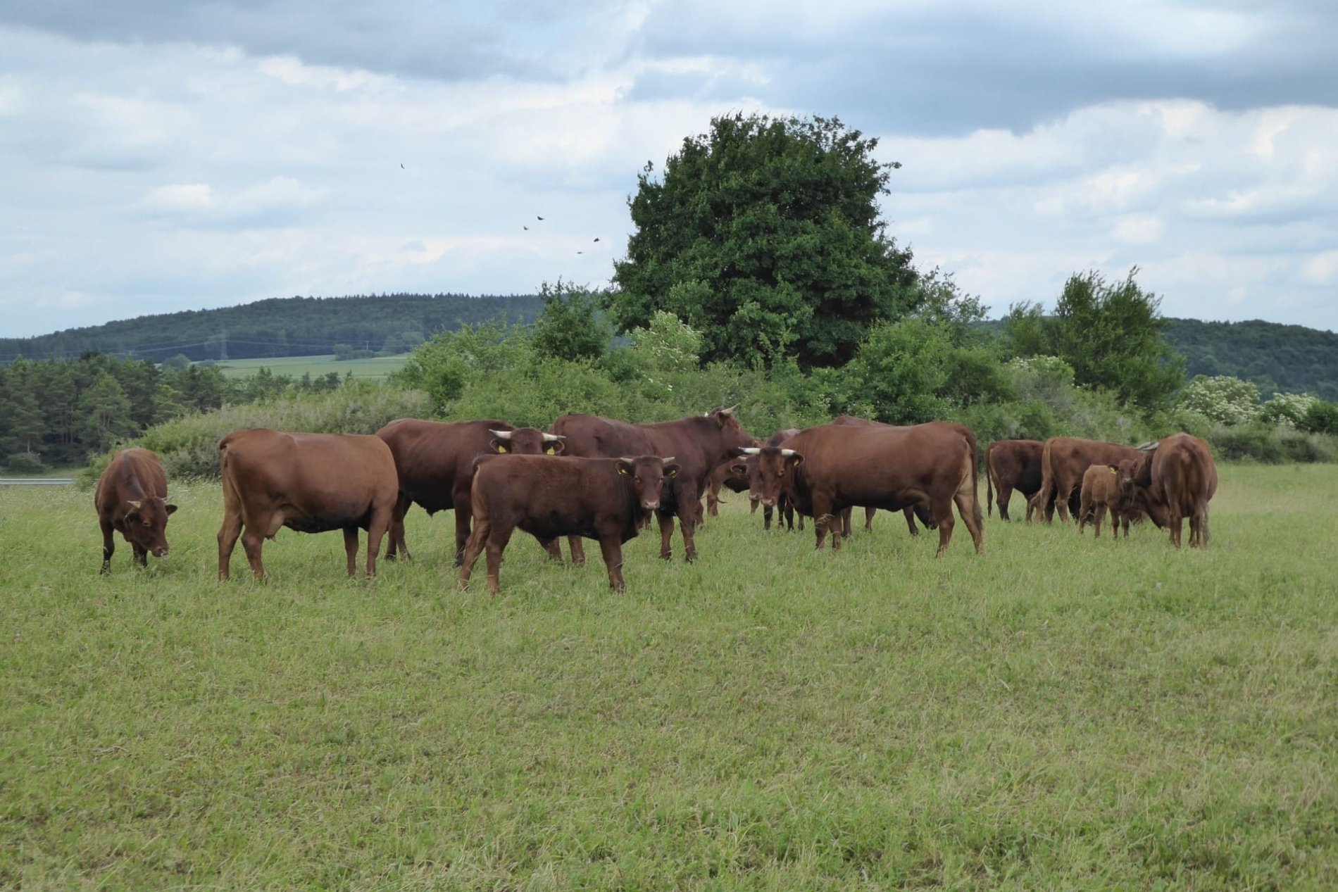 Auf einer Weide in Riedenburg grast eine Herde Rotvieh.