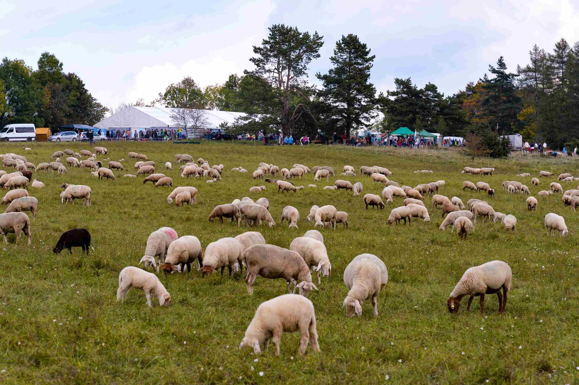 Schafe und FEstzelt beim Schäferfest 2017