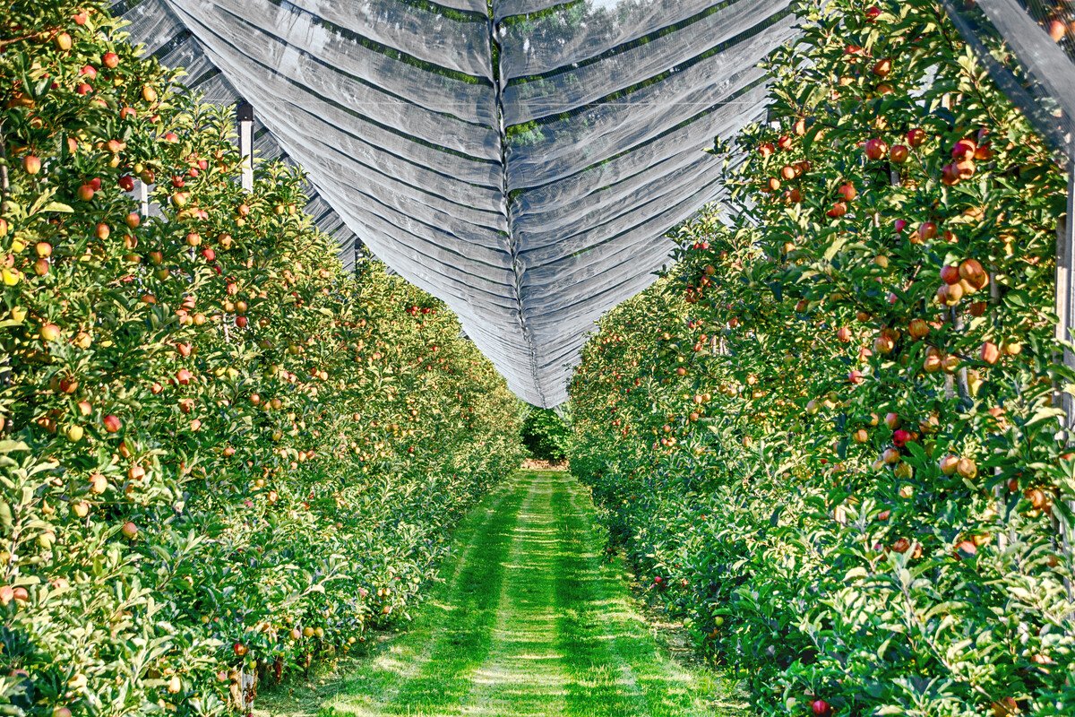 Apfelplantage Langenargen