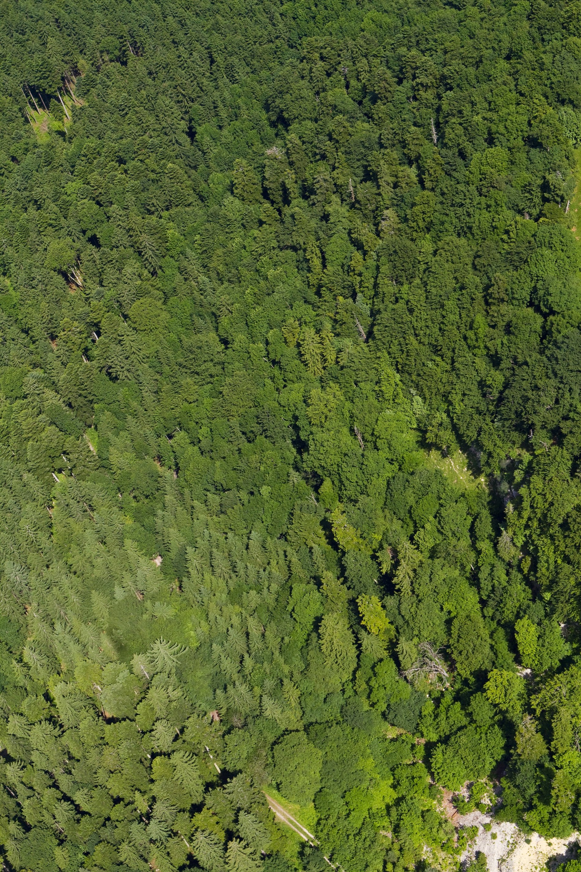 Luftaufnahme, Nadelwald von oben