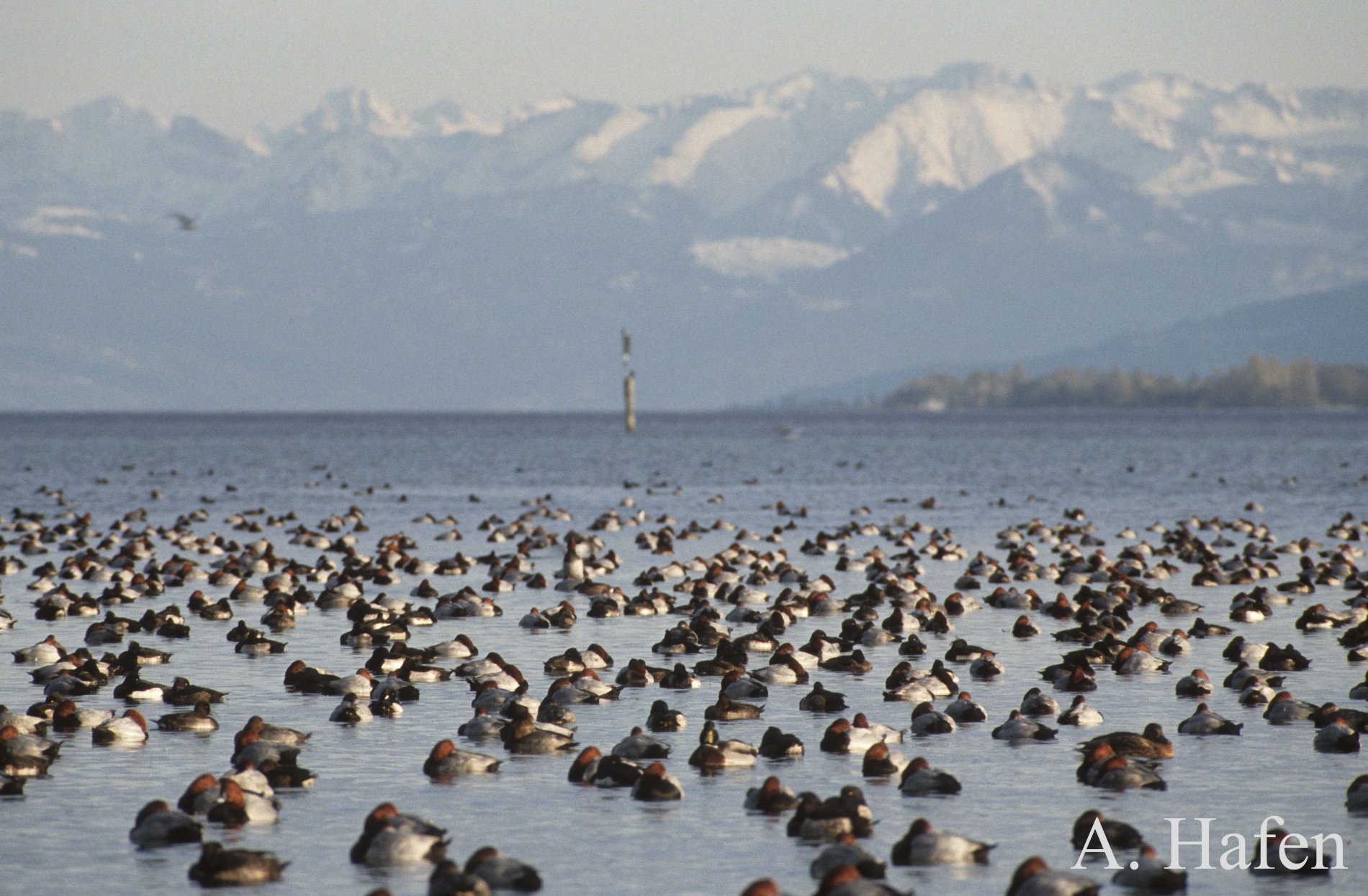 Wasservögel in Konstanz