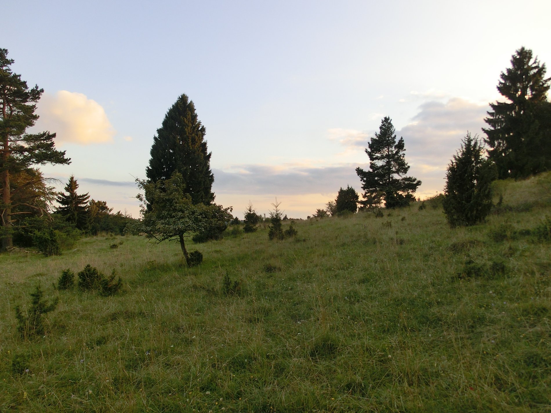 Naturschutzgebiet "Mehlbaum"