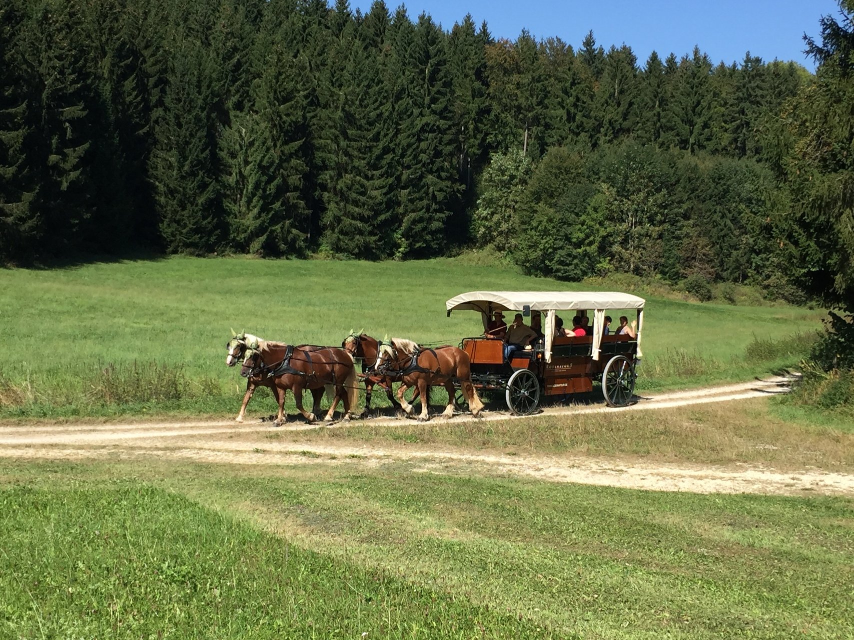 Kutschfahrten in Münsingen im Biosphärengebiet Schwäbische Alb. Ein Planwagen wird von vier Pferden auf einem Schotterweg durch die Sommerlandschaft gezogen. Auf dem Wagen sitzen mehrere Personen. Im Hintergrund ist Wald.