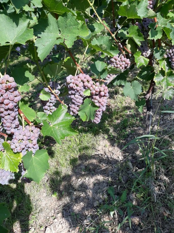 Weinbau im Wandel zu Bio