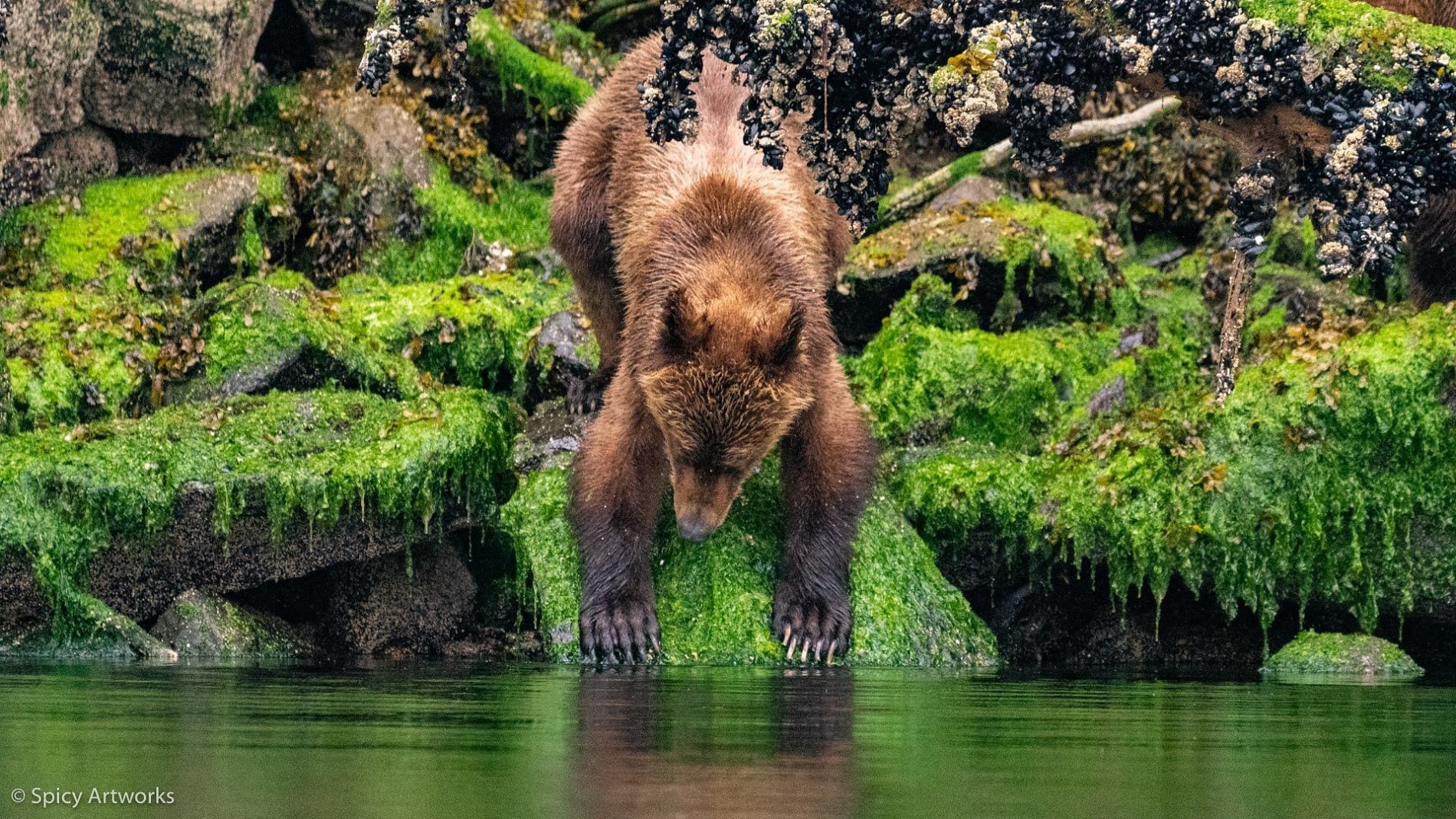 Ein brauner Bär im Great Bear Rainforest an der Pazikikküste Nordwestkanadas.
