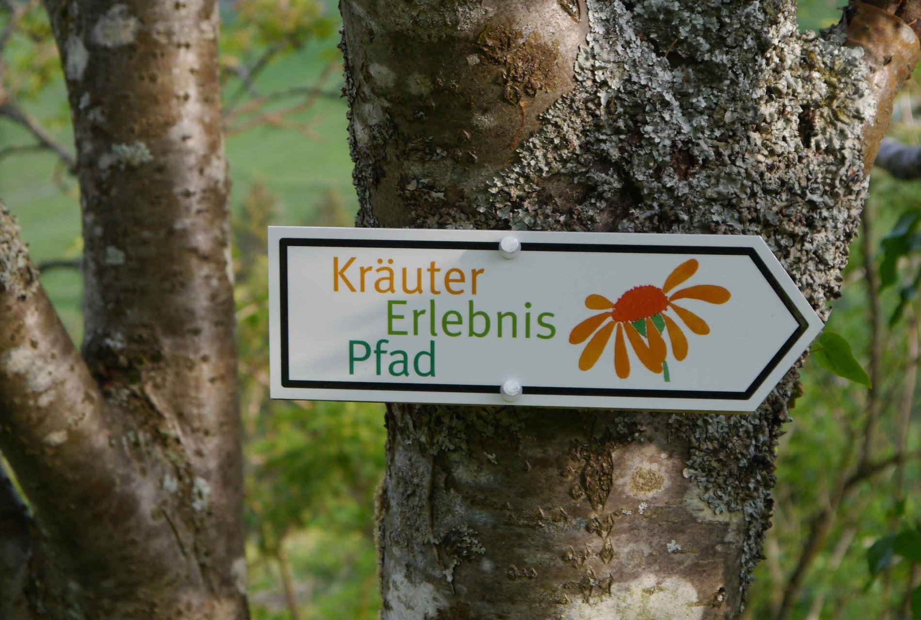 Schild zum Kräuter-Erlebnis-Pfad in Oberried-Hofsgrund