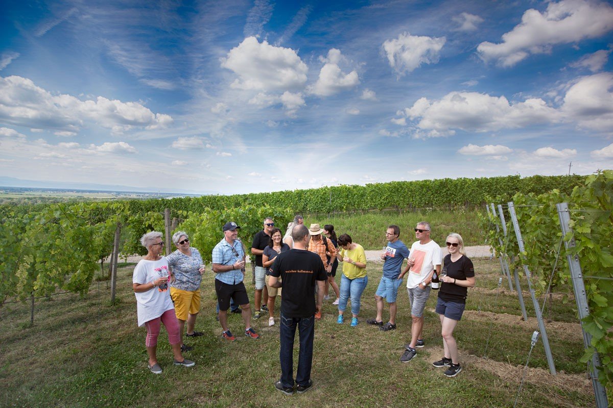 Winzer Kallmann erklärt Gästen den Weinanbau