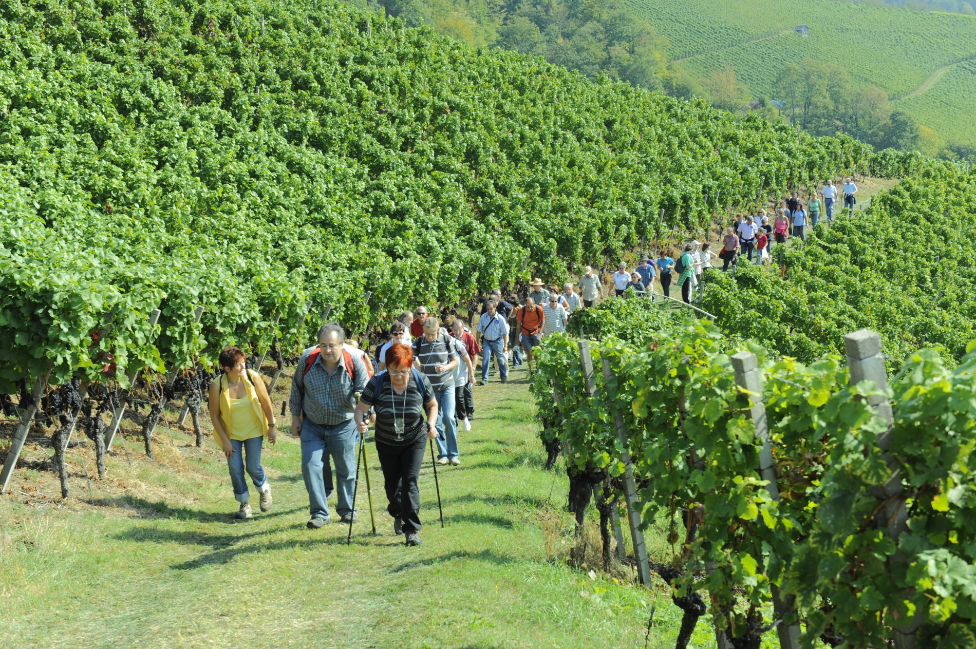 Kulinarische Weinwanderung in Oberkirch / Urheber: