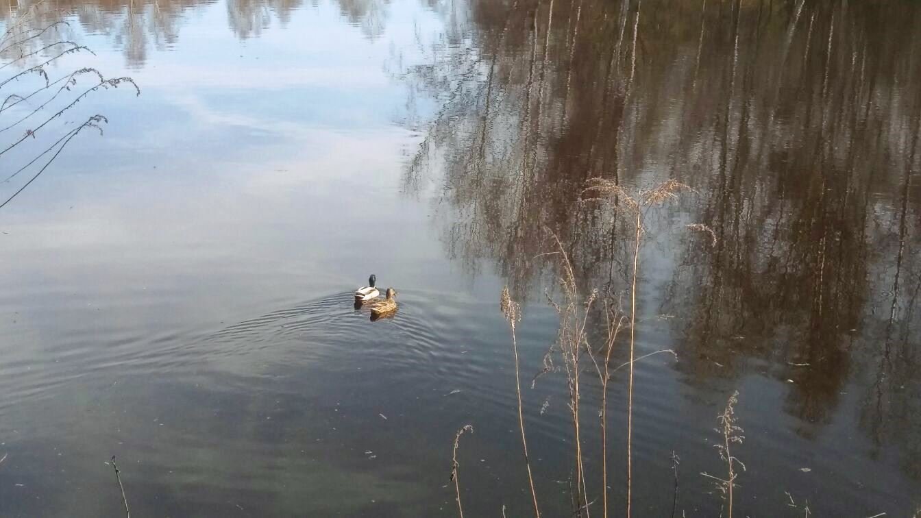 Zwei Enten schwimmen in einem See im Ried