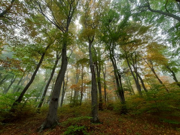 Wilder Herbstwald, Pilze und das Wood Wide Web