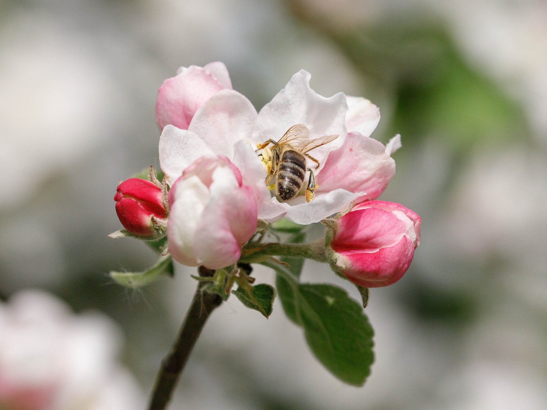 Blütenknospe mit Biene