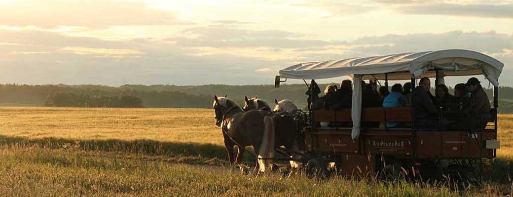 Ein voll besetzter Planwagen fährt auf einem Teerweg zwischen einer Wiese und einem Getreidefeld. Dieser wird von drei Pferden gezogen. Sie fahren in der Abendsonne.