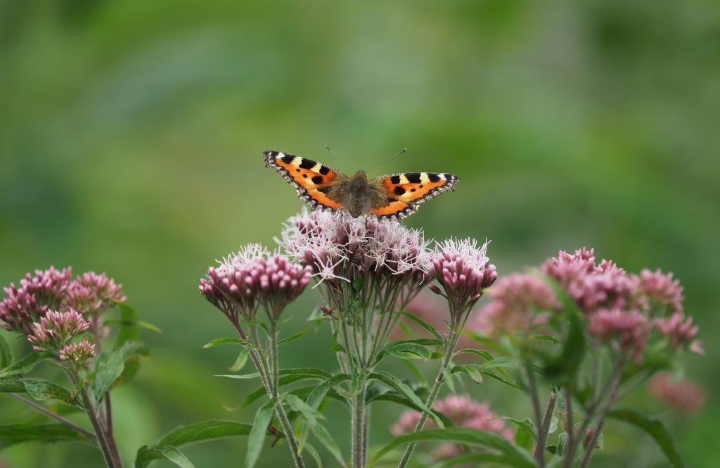 Schmetterling im Naturschutzgebiet Pfrunger-Burgweiler Ried