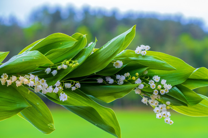 lily of the valley 5200245 1920 [Copyright: ]