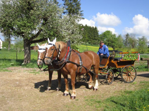Eine Person in Tracht sitzt auf einer Kutsche, vor die zwei Pferde gespannt sind. Die Kutsche hat große Wagenräder, ist aus Holz, hat Lederbänke und ist verziert. Sie stehen auf einer Wiese im Sommer.