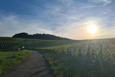 Ausblick Weingut Sommer
