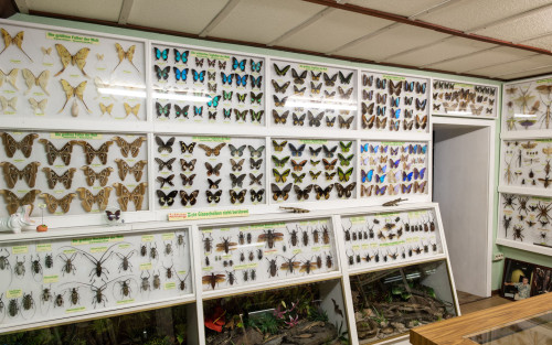 Insektenmuseum Ottweiler