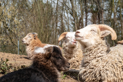 Schafe im Tierpark Leintalzoo | Schwaigern | HeilbronnerLand