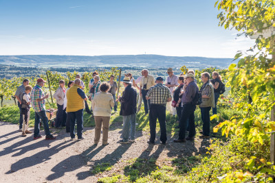Brackenheimer (W)Einblicke | WeinErlebnisFührung mit Regine Sommerfeld im Weinsüden Weinort Brackenheim