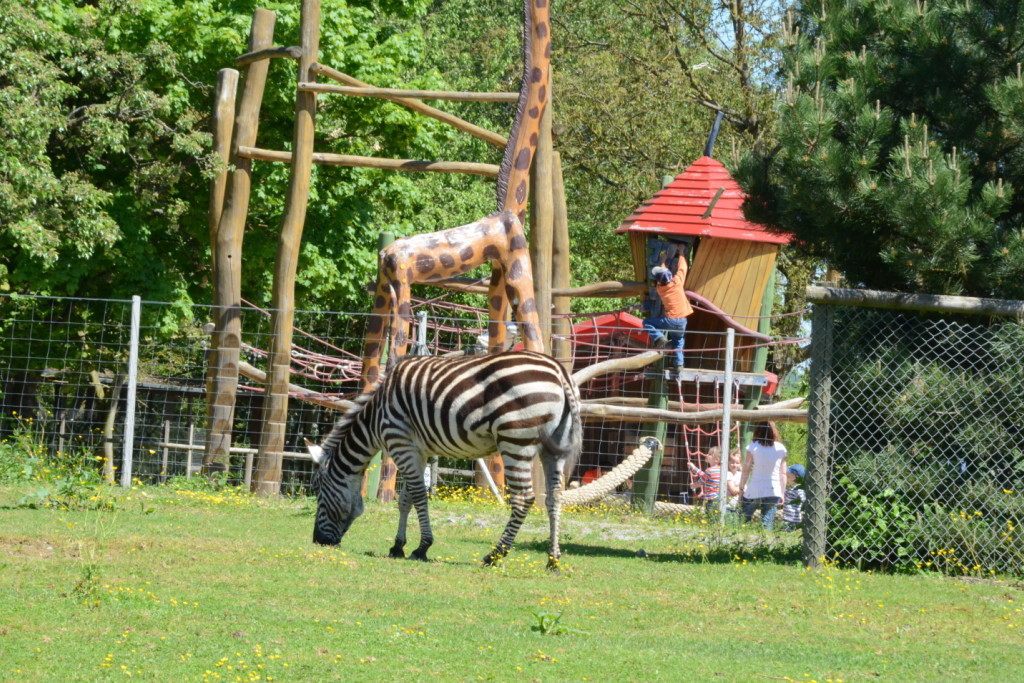 Zebra im Wildpark Schwarzach