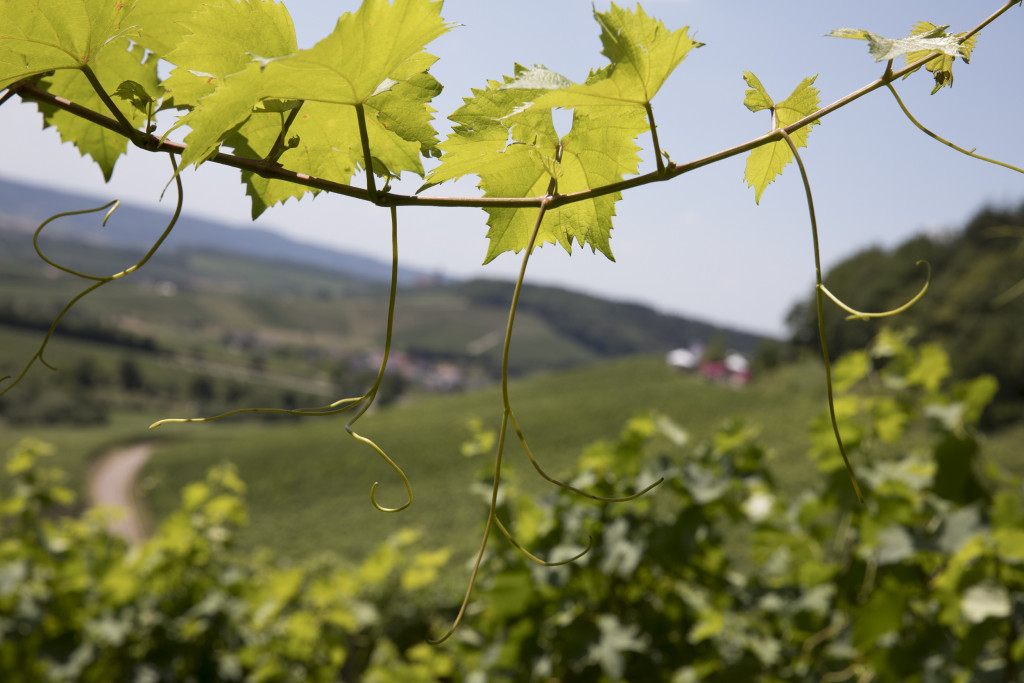 Weinwanderung durch die Weinberge | Weingärtner Stromberg-Zabergäu | Brackenheim | HeilbronnerLand