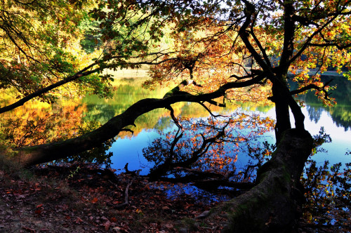 Herbststimmung am Rothbalzer Teich