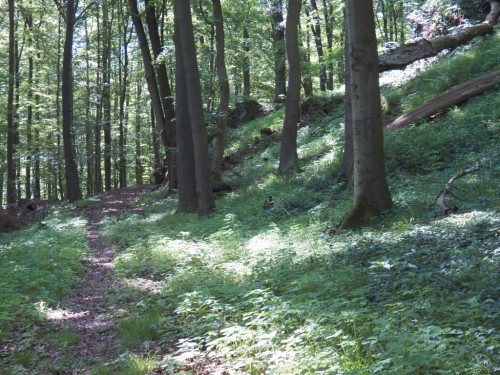 Trail an der Altenburg Niedenstein