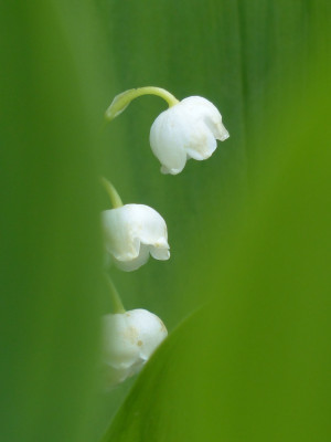 lily of the valley 123171 1280