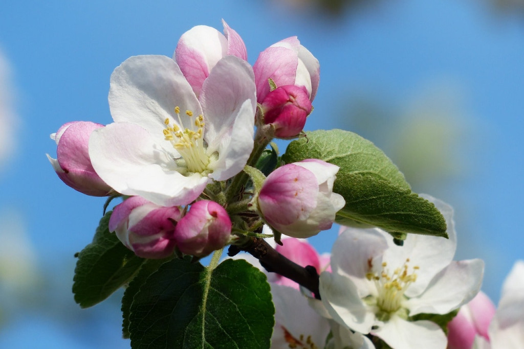 Hofladen |  Apfelblüte