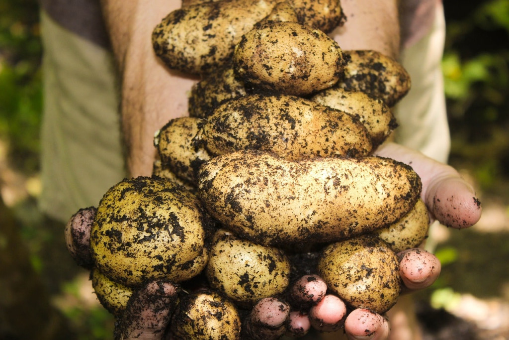 Hofladen |  Kartoffelernte