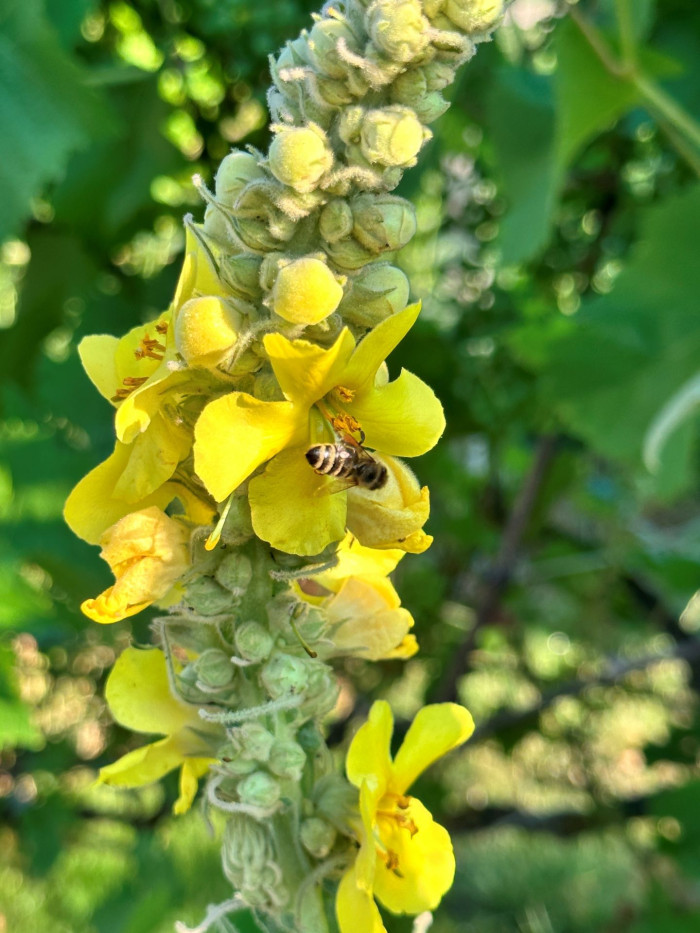 Königskerze mit Biene [Copyright: Heiderose Rentschler]