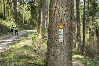 Natur pur entlang des Neckarsteigs von Hirschhorn nach Eberbach