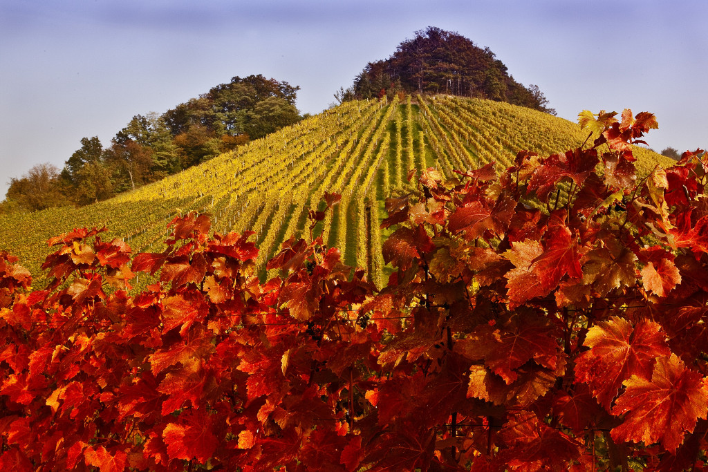 Weinberge im Herbst | Weinsberger Tal | Tourismus im Weinsberger Tal