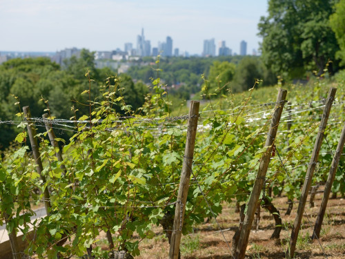 Frankfurt vineyard