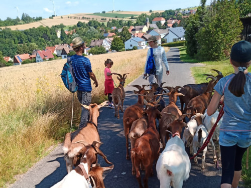 Ziegenwanderung im Mittleren Fuldatal