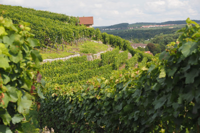 Stäffelestour | Lauffen am Neckar | Weinsüden Weinort