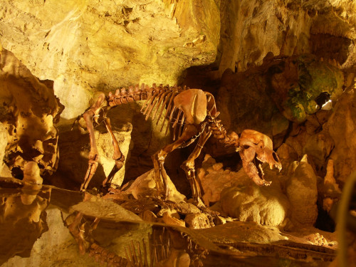 Skelett vom Höhlenbär in der Bärenhöhle