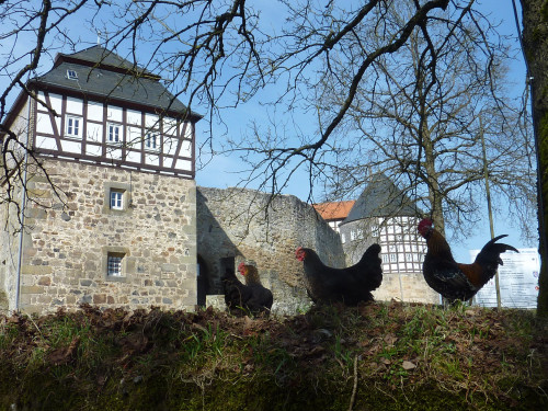Hühner auf der Burg Herzberg