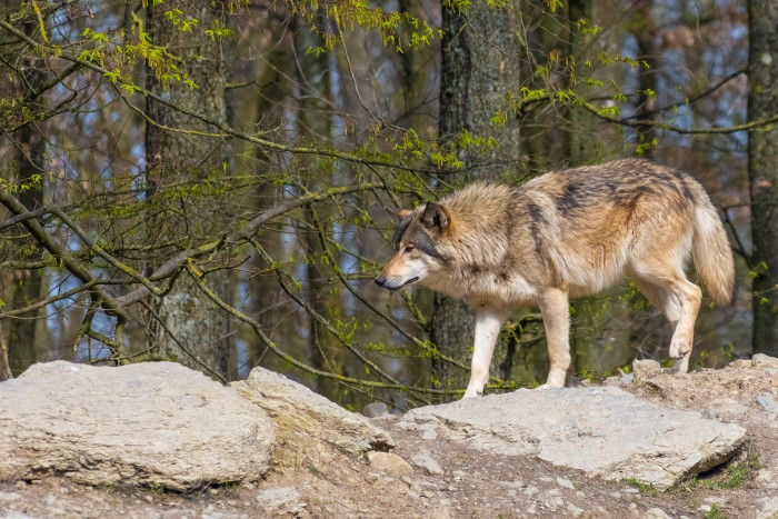 Wolf im Wildpark Bad Mergentheim [Copyright: Tourismusverband "Liebliches Taubertal" e.V.]