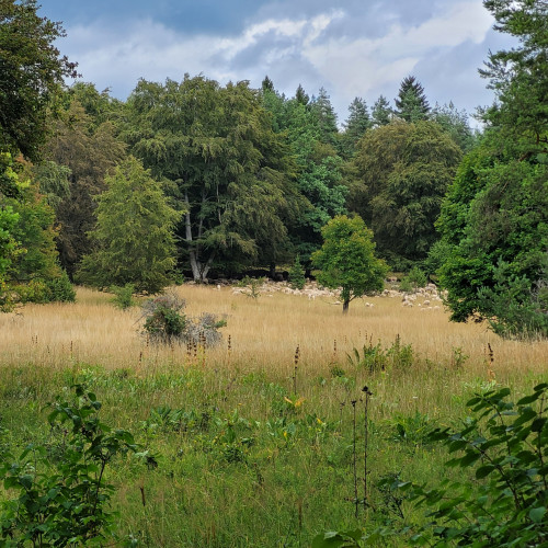 Schafe im Naturschutzgebiet Karftstein, Alter Baumbestand